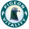 06. Pigeon Vitality